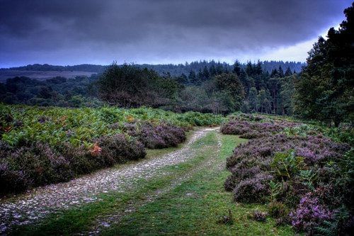 See the New Forest by air!